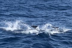IMG_7739